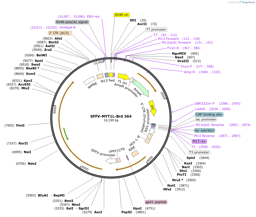 219289-plasmid-map-sequence-id-449840