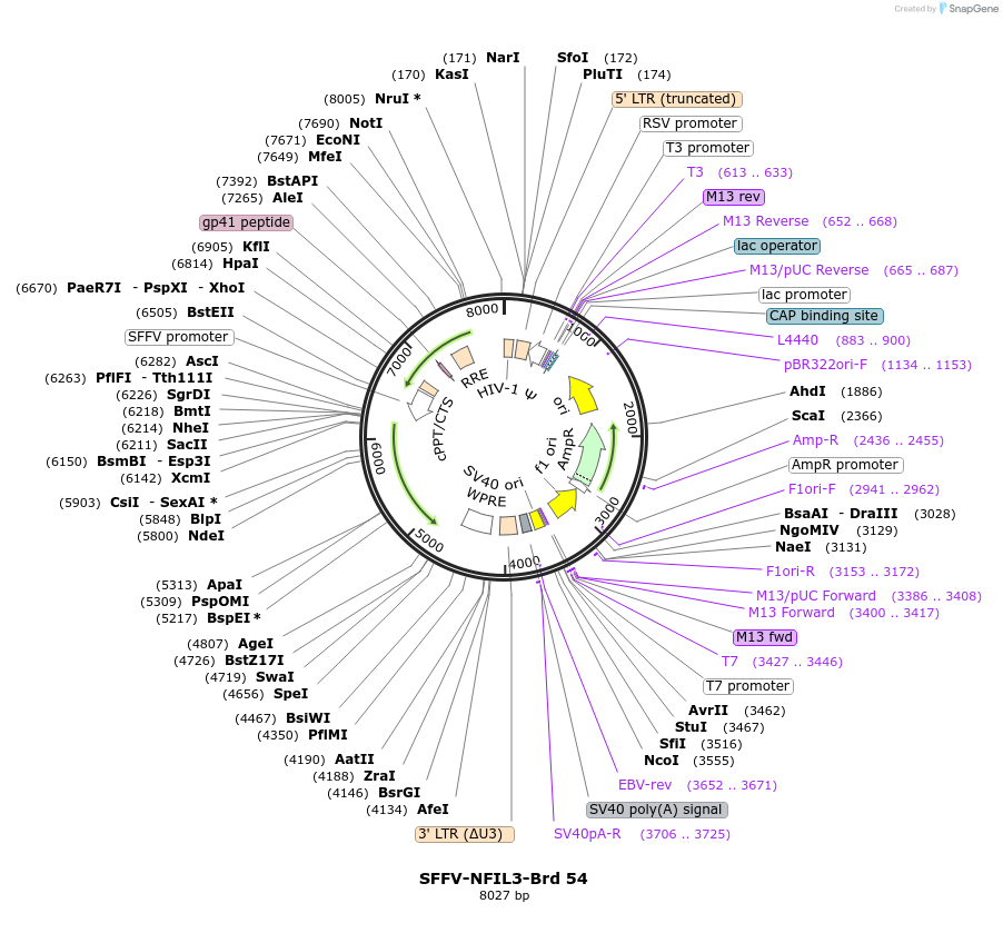 219034-plasmid-map-sequence-id-449841
