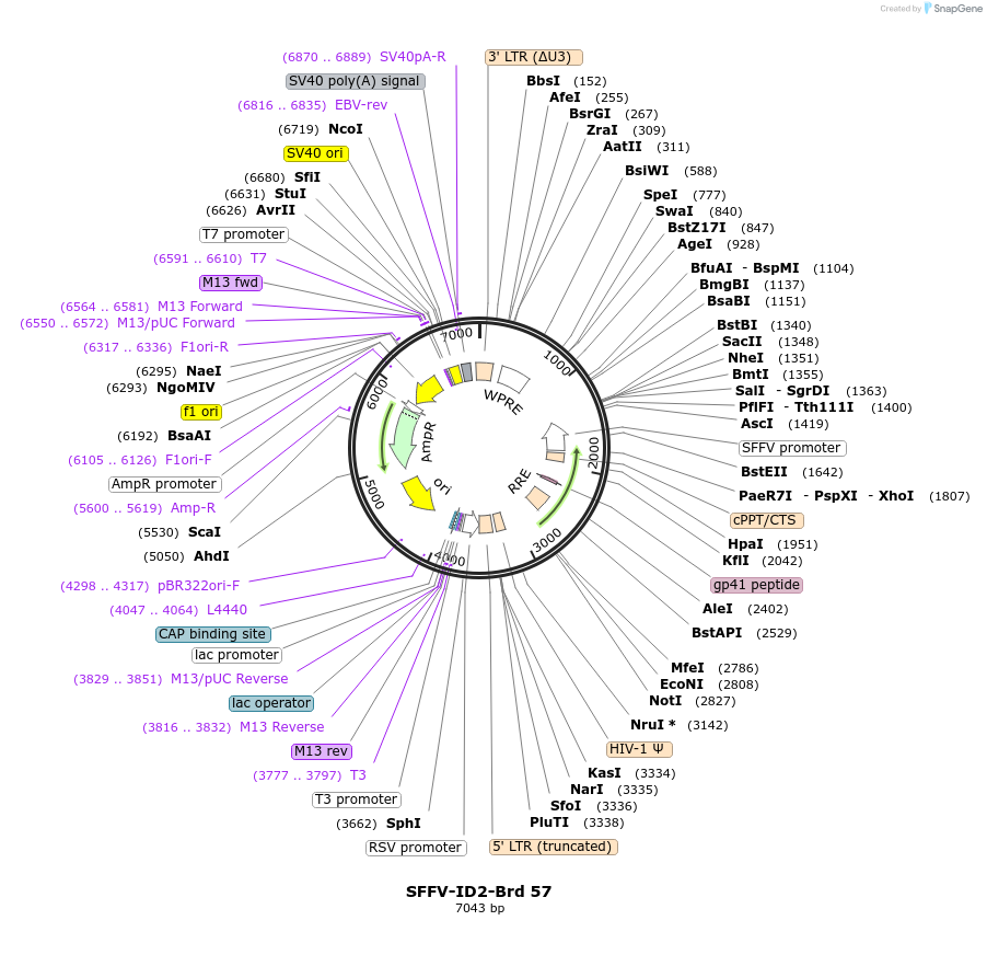 219037-plasmid-map-sequence-id-449844