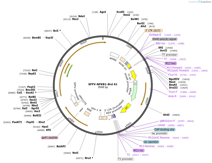 219040-plasmid-map-sequence-id-449845