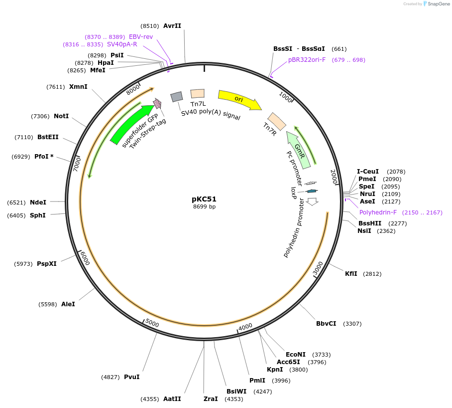 226779-plasmid-map-sequence-id-449869