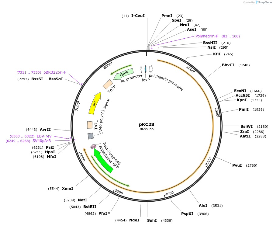 226776-plasmid-map-sequence-id-449873