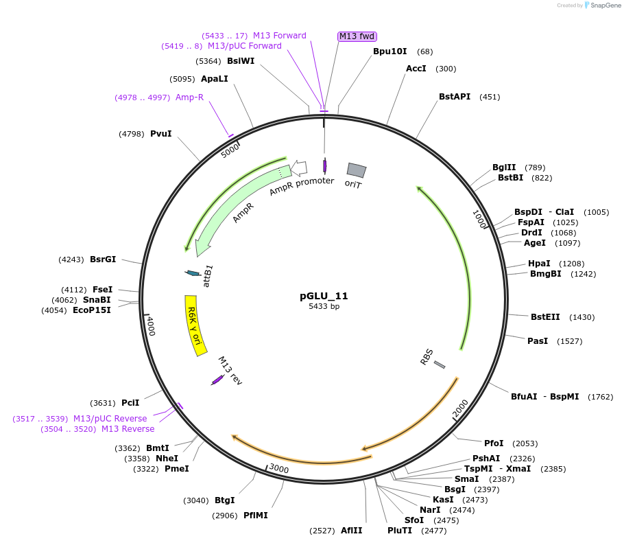 225819-plasmid-map-sequence-id-449876