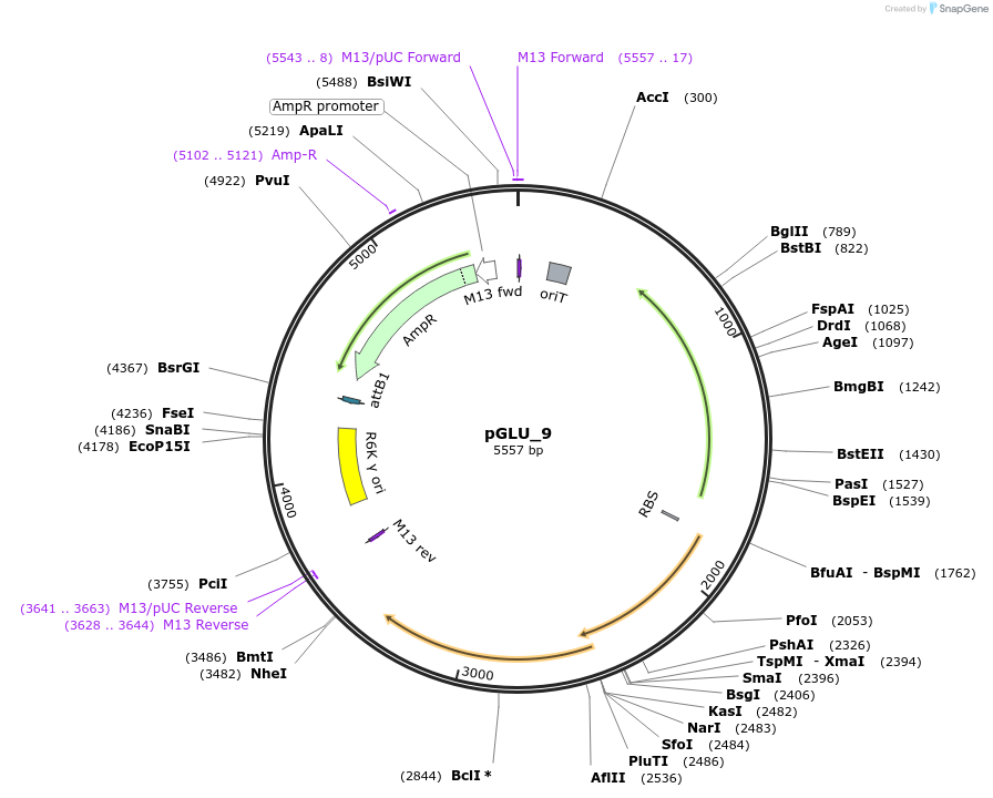 225817-plasmid-map-sequence-id-449879