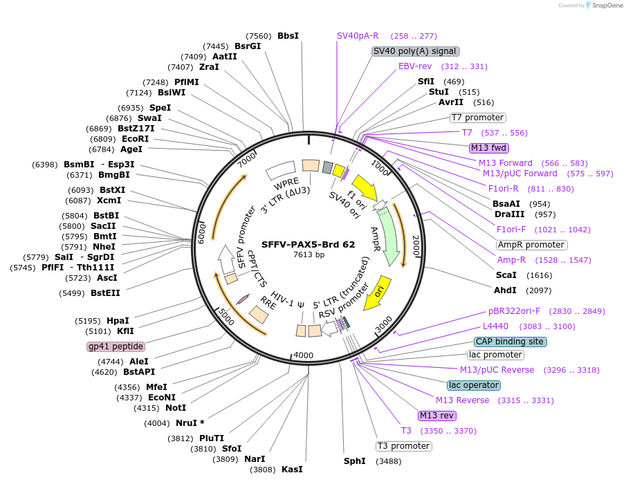 219041-plasmid-map-sequence-id-449880