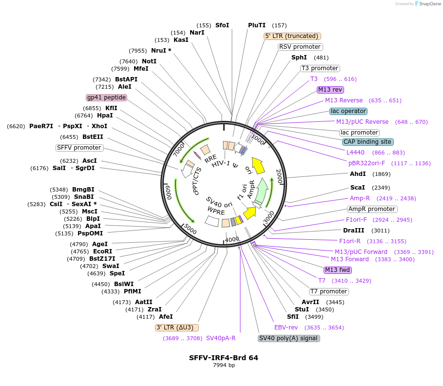 219042-plasmid-map-sequence-id-449882