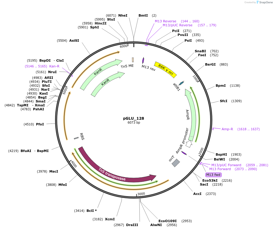 225821-plasmid-map-sequence-id-449888