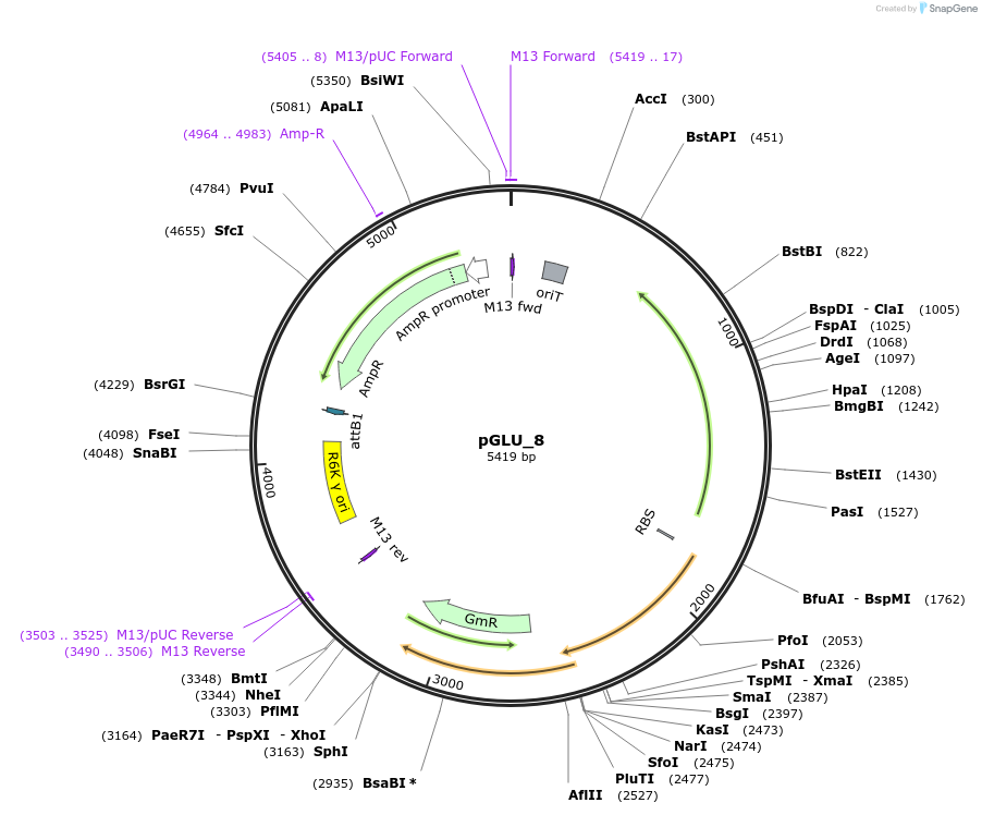 225816-plasmid-map-sequence-id-449896