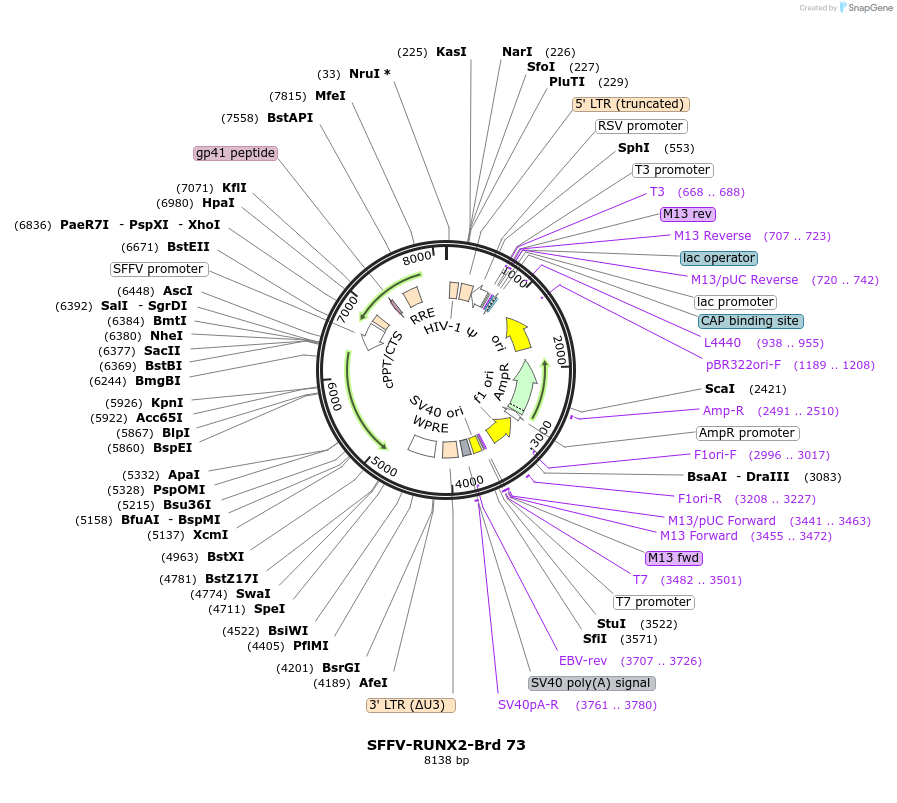219051-plasmid-map-sequence-id-449898