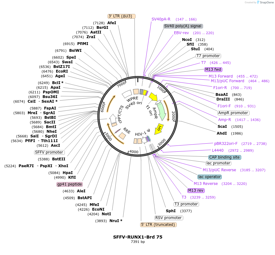 219053-plasmid-map-sequence-id-449899