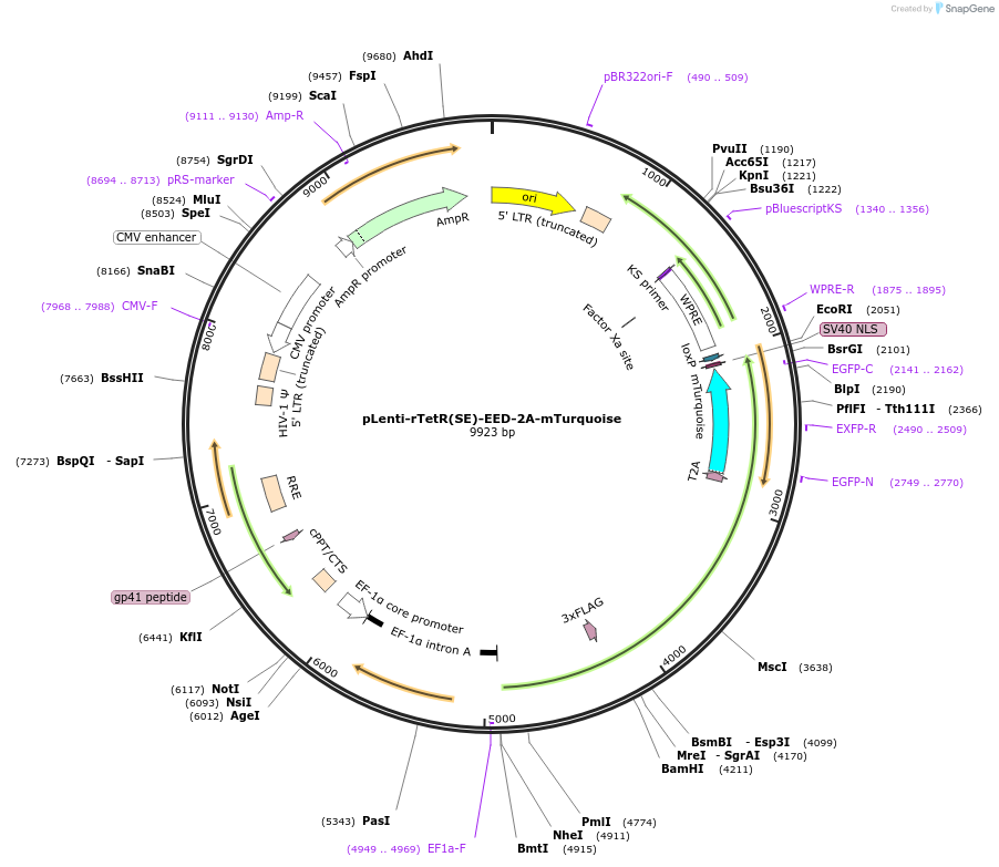 225692-plasmid-map-sequence-id-449904