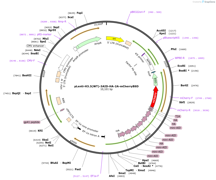225697-plasmid-map-sequence-id-449907