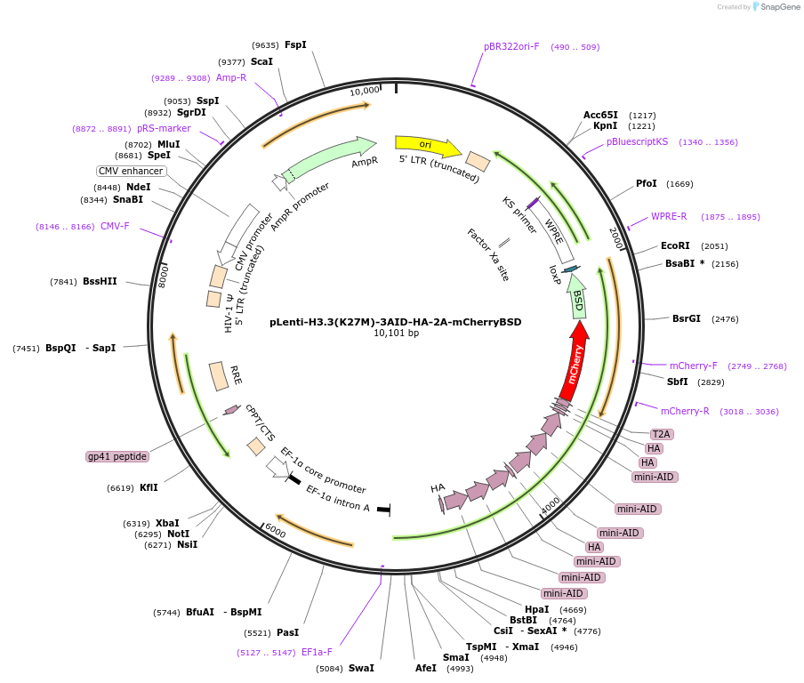 225698-plasmid-map-sequence-id-449908