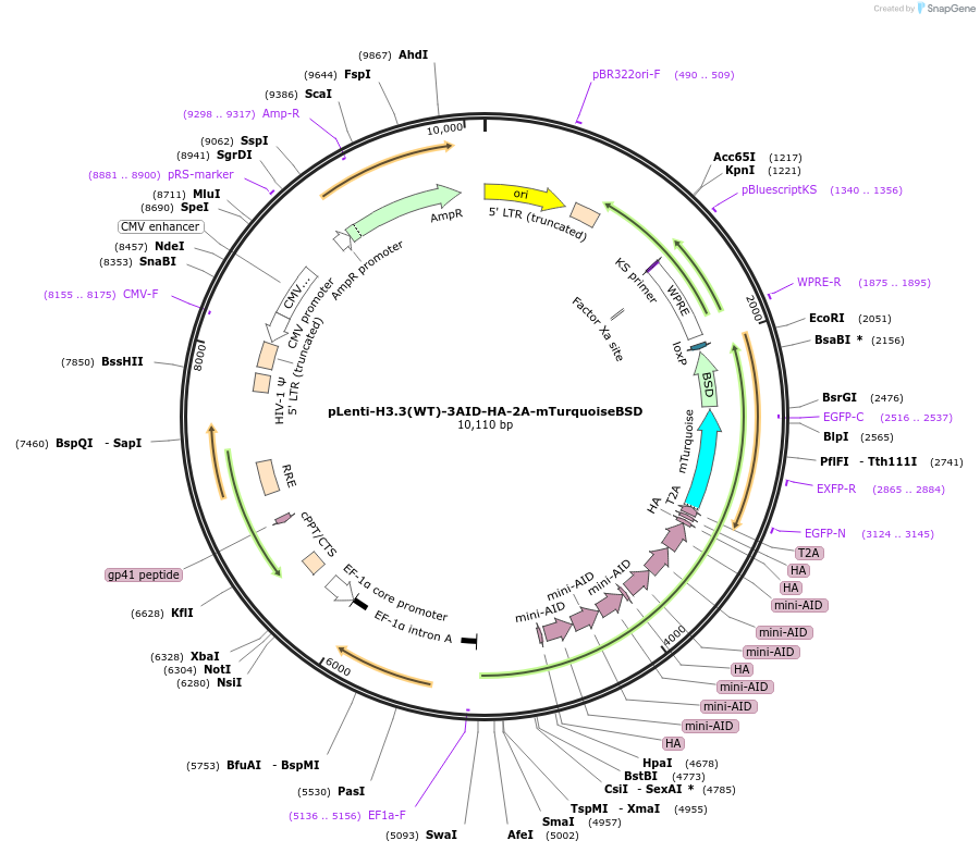 225701-plasmid-map-sequence-id-449910