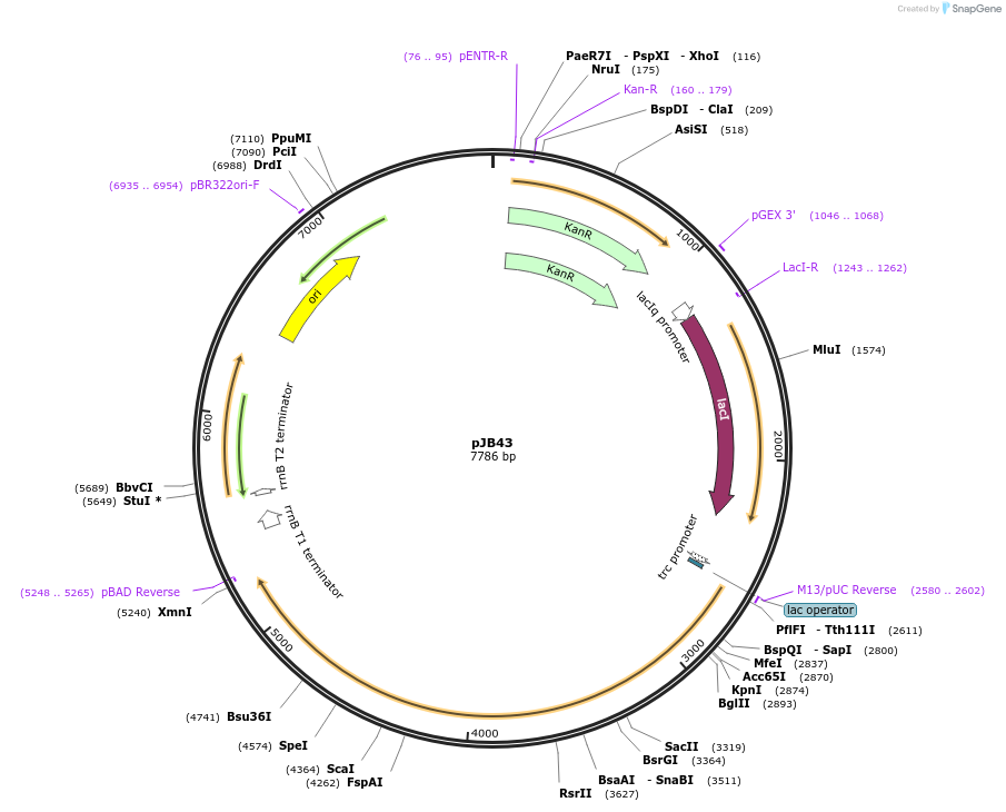 226302-plasmid-map-sequence-id-449914