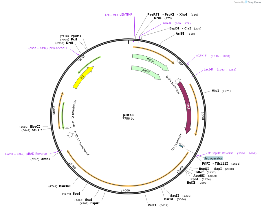 226313-plasmid-map-sequence-id-449925