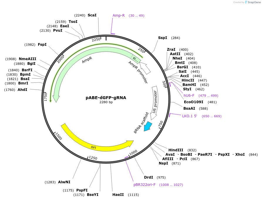 226864-plasmid-map-sequence-id-449947
