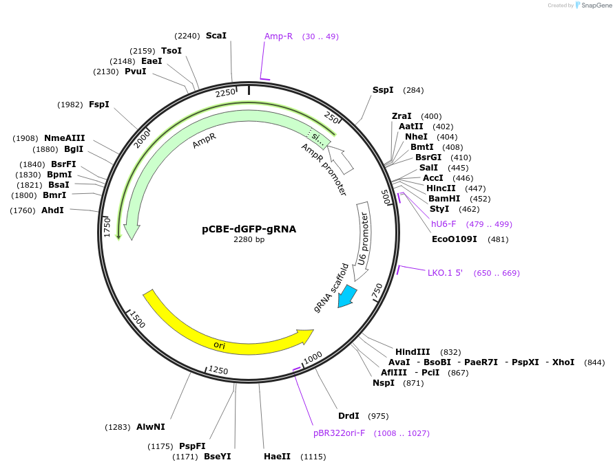 226862-plasmid-map-sequence-id-449949