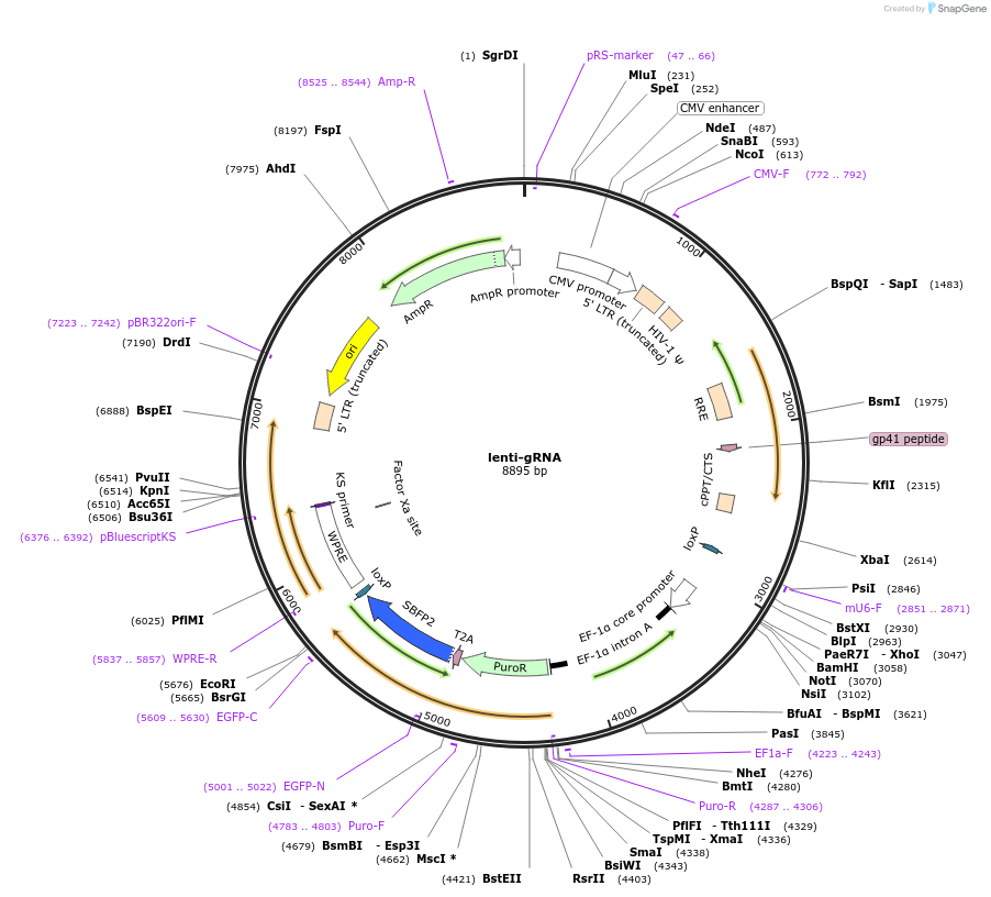 226867-plasmid-map-sequence-id-449950