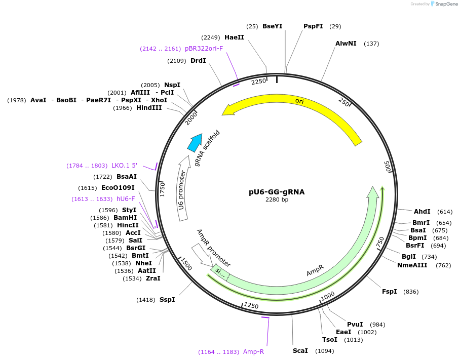 226860-plasmid-map-sequence-id-449951