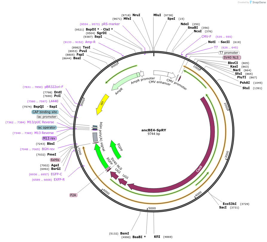 226855-plasmid-map-sequence-id-449958