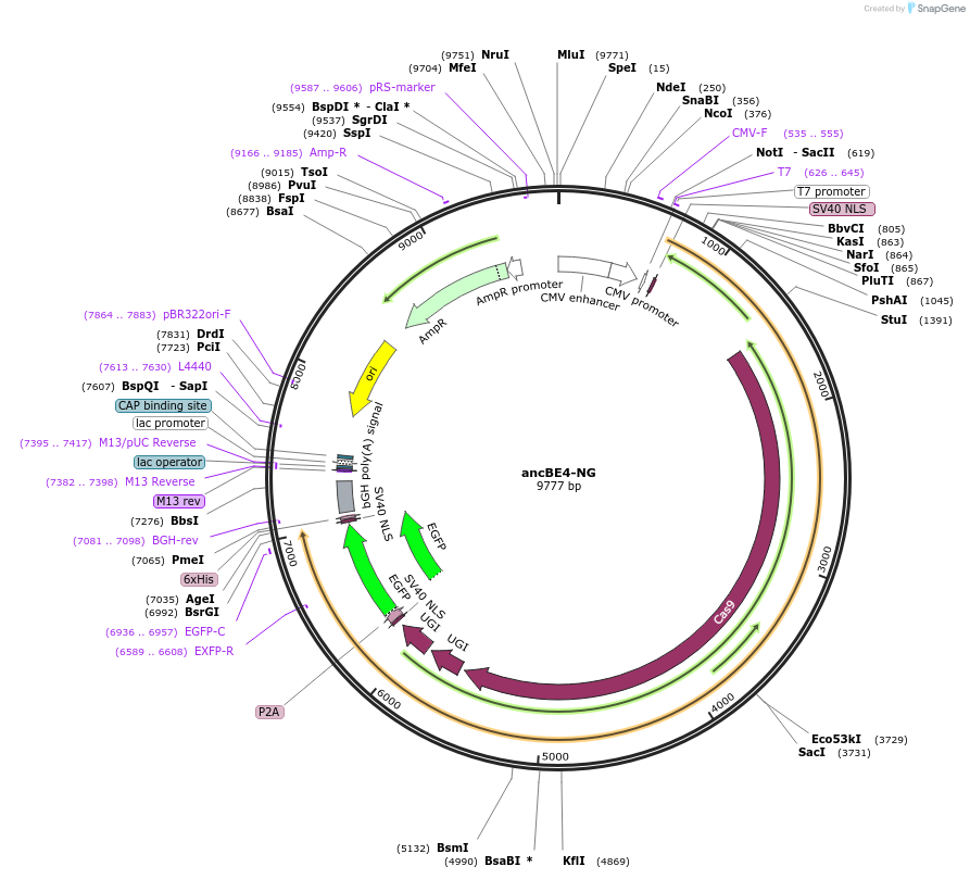 226853-plasmid-map-sequence-id-449960