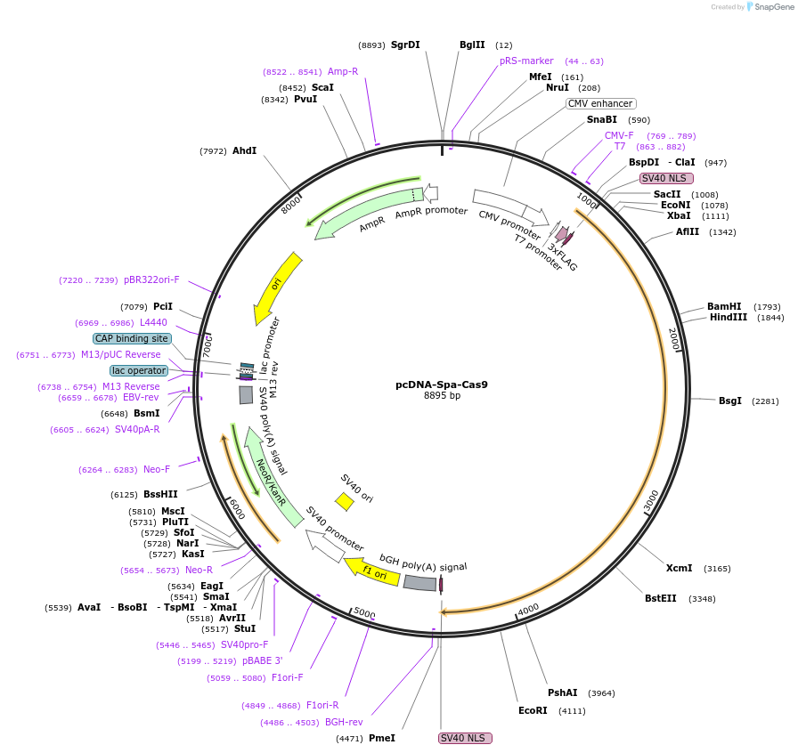 227007-plasmid-map-sequence-id-449962