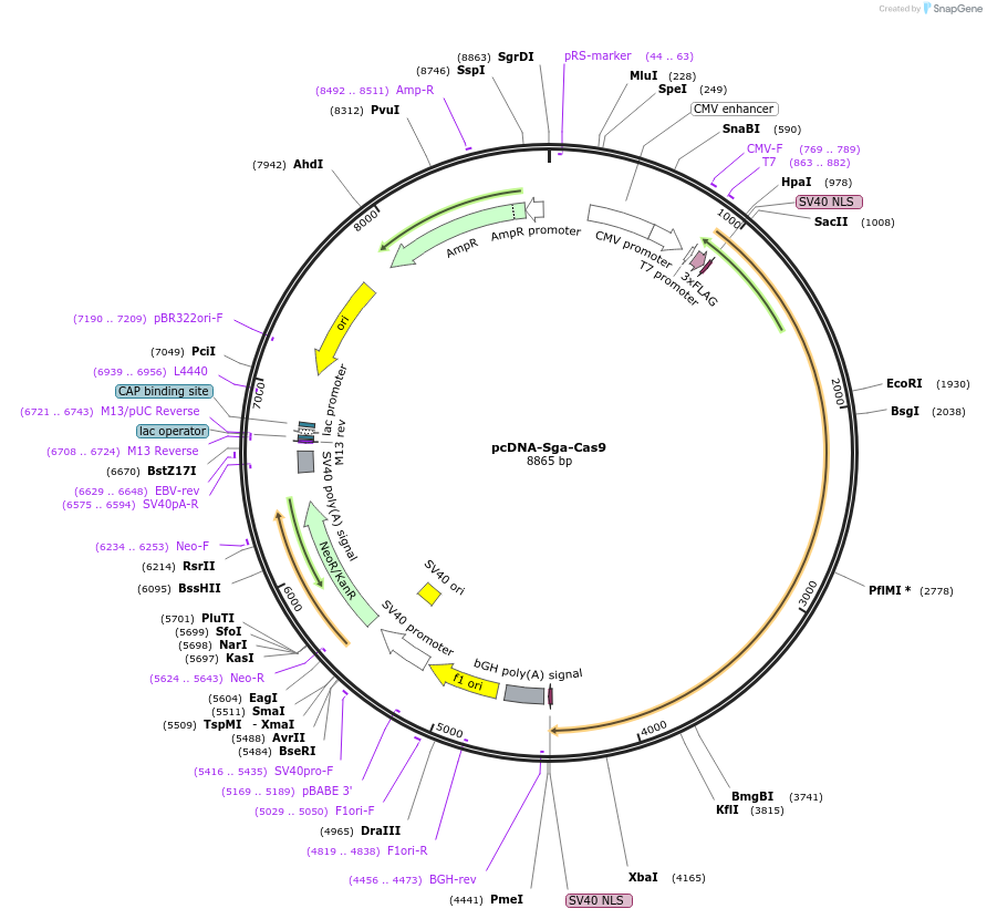 227005-plasmid-map-sequence-id-449963