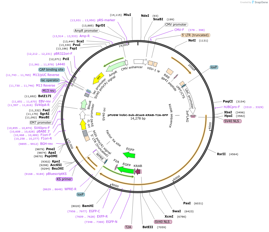 227012-plasmid-map-sequence-id-449965