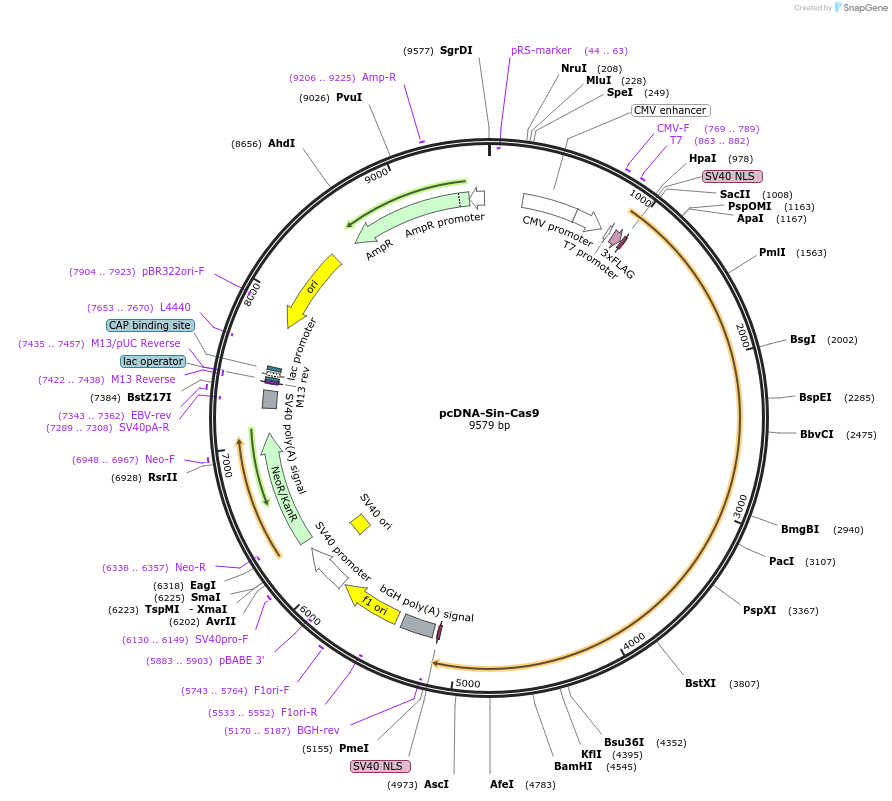 227006-plasmid-map-sequence-id-449969