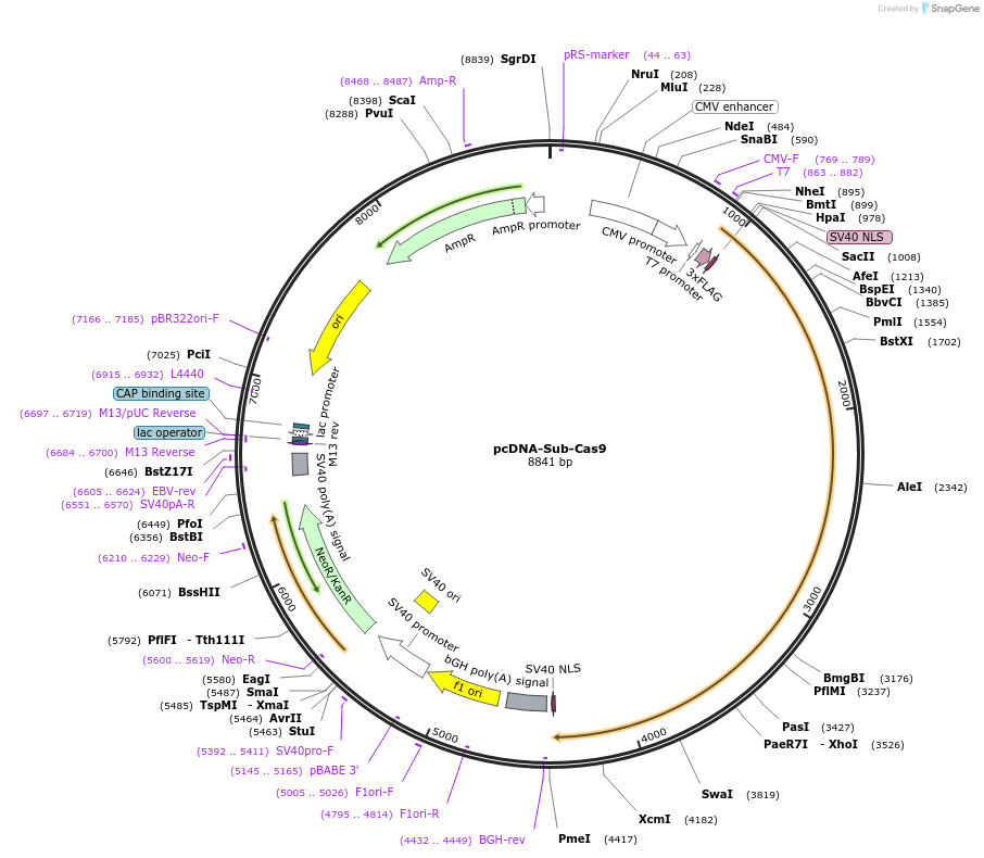 227008-plasmid-map-sequence-id-449970
