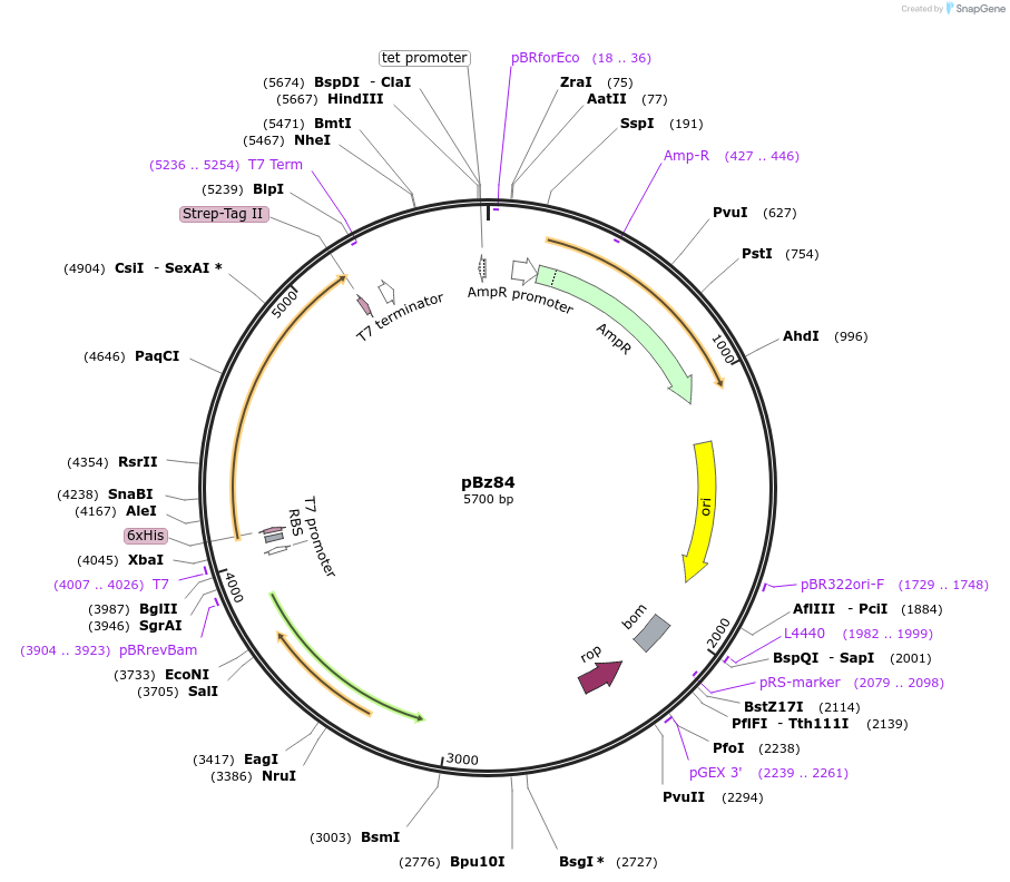 226318-plasmid-map-sequence-id-449972