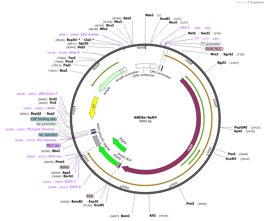 226858-plasmid-map-sequence-id-449974