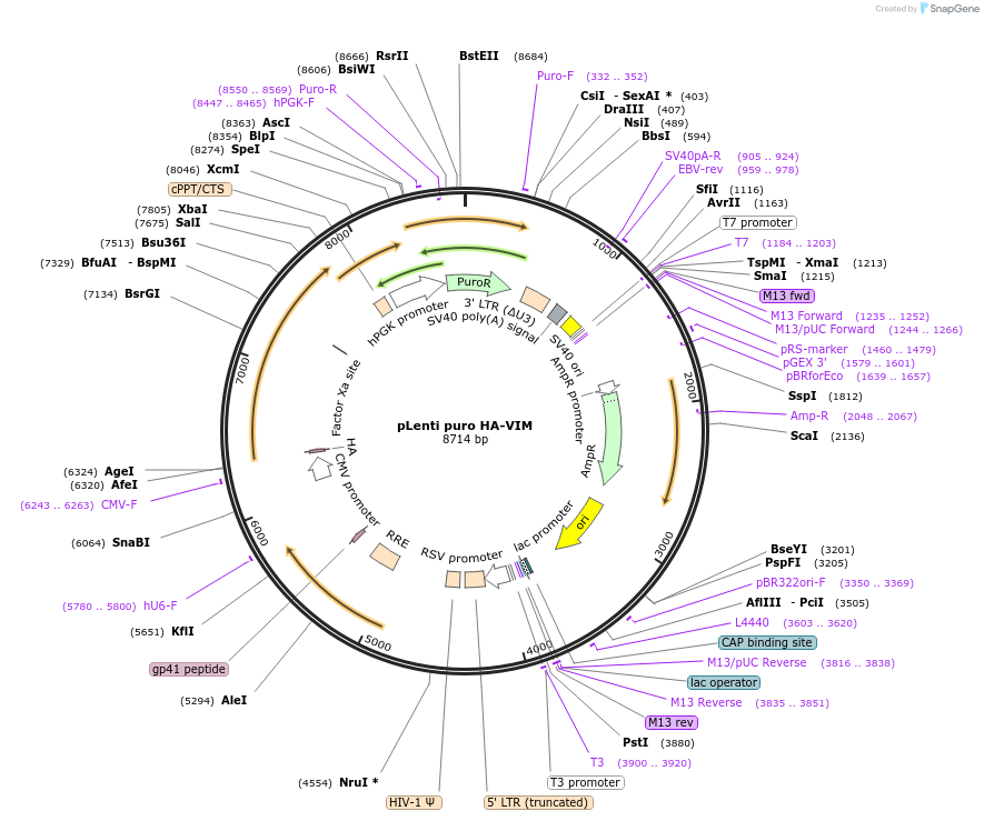 227585-plasmid-map-sequence-id-449975