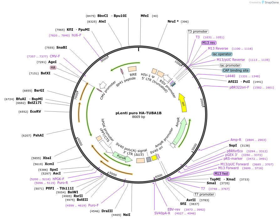 227587-plasmid-map-sequence-id-449980