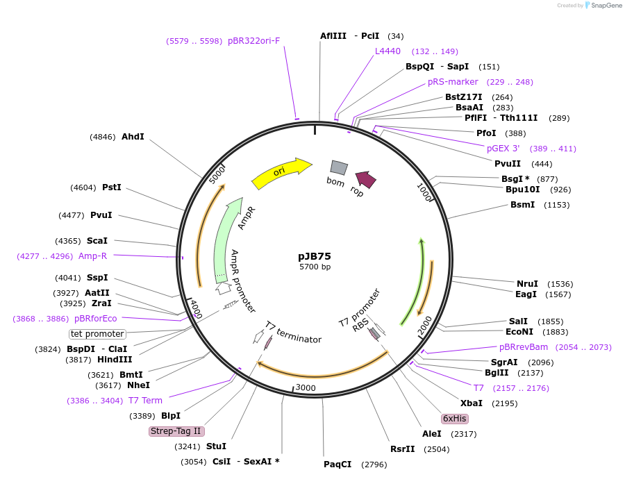 226320-plasmid-map-sequence-id-449984