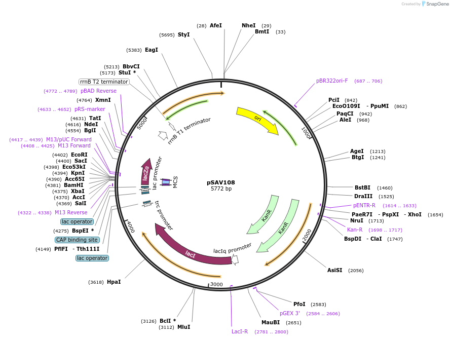 226323-plasmid-map-sequence-id-449992