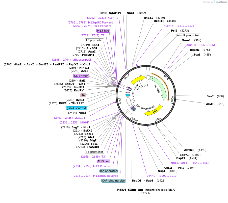 227673-plasmid-map-sequence-id-449995