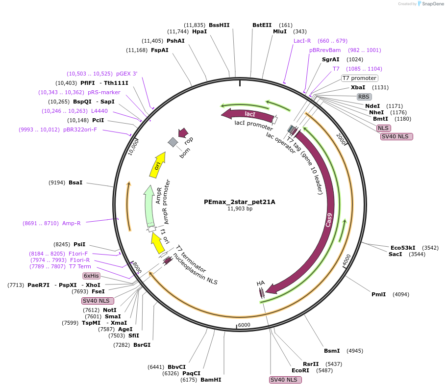 227675-plasmid-map-sequence-id-449998