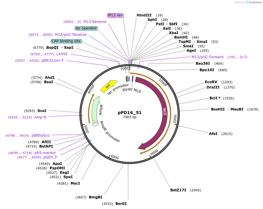 1434-plasmid-map-sequence-id-45