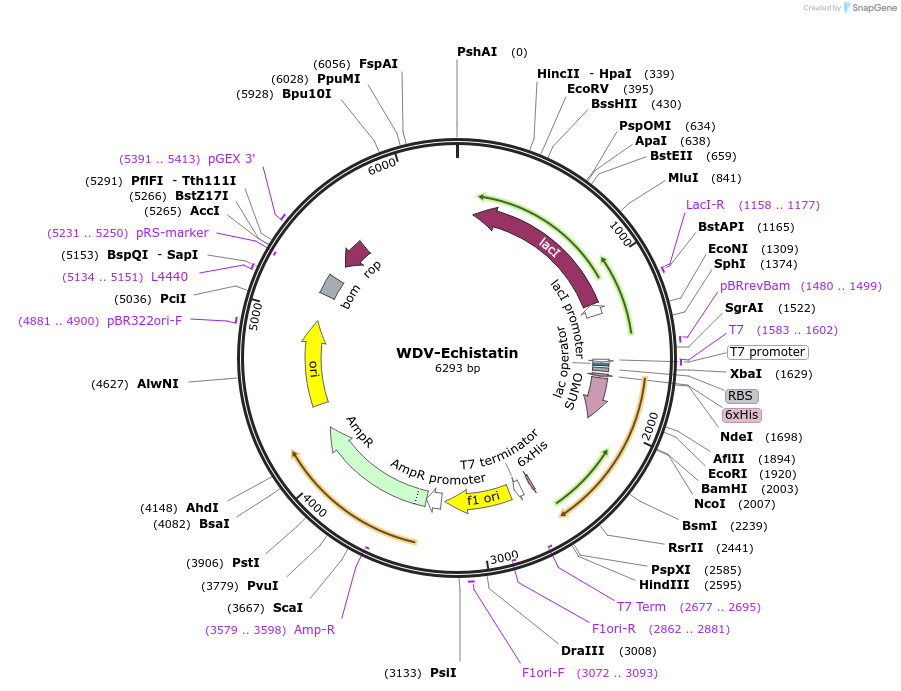 226985-plasmid-map-sequence-id-450049