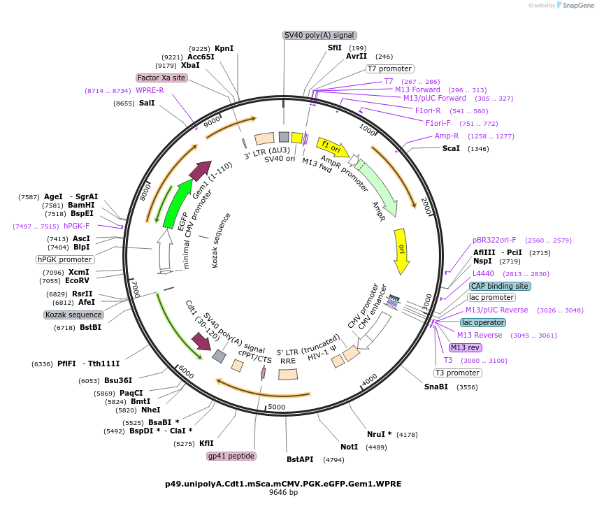 226768-plasmid-map-sequence-id-450051