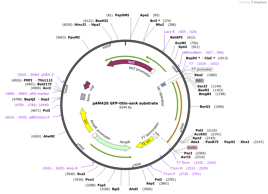226362-plasmid-map-sequence-id-450054