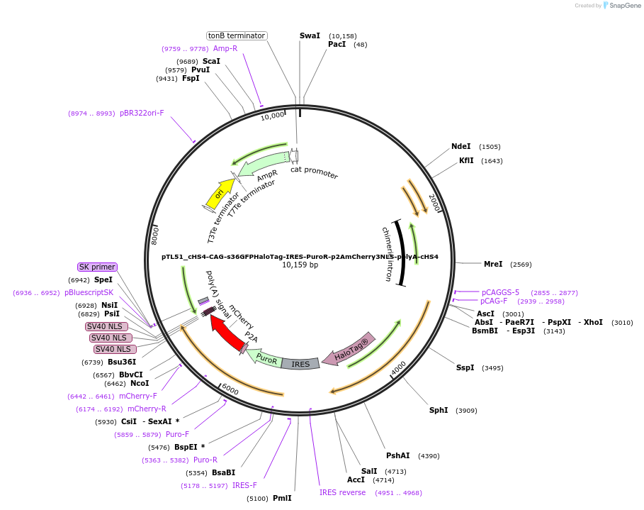 223542-plasmid-map-sequence-id-450063