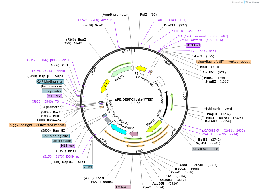 222594-plasmid-map-sequence-id-450070