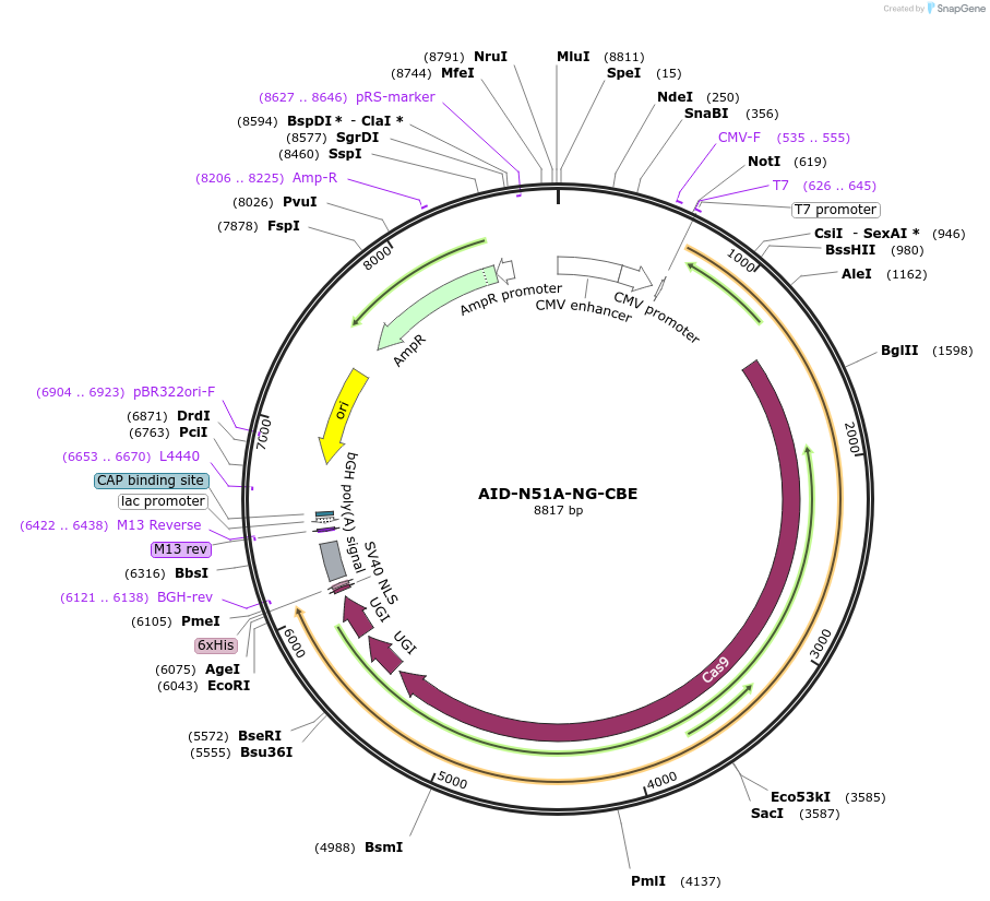 227417-plasmid-map-sequence-id-450073