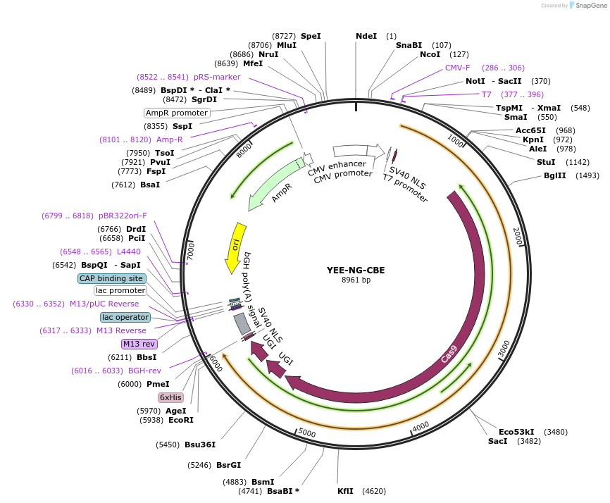 227418-plasmid-map-sequence-id-450077
