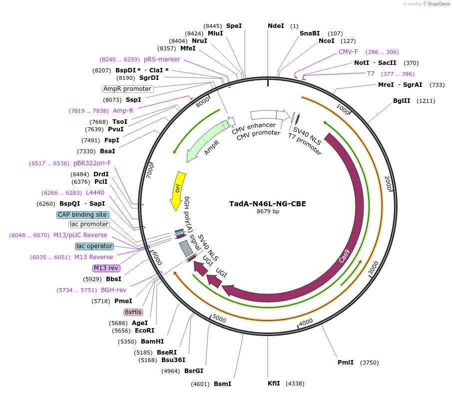 227419-plasmid-map-sequence-id-450079