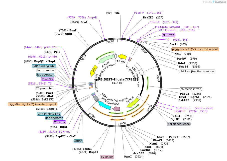 222596-plasmid-map-sequence-id-450084