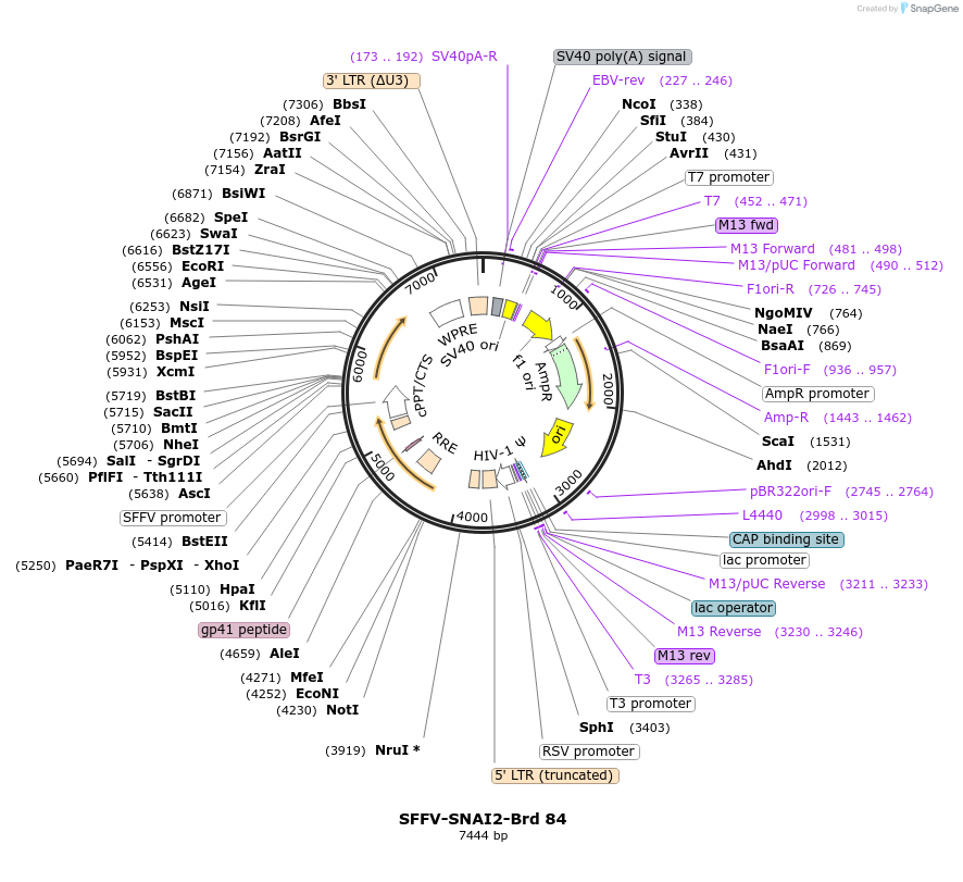 219059-plasmid-map-sequence-id-450088